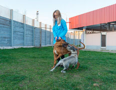 null Гостиница для животных с ветеринарными услугами, Интерьер - фото 13
