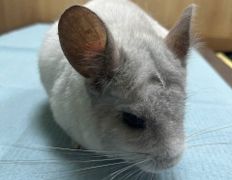 Ветклиника Хвостатый нянь, Наши пациенты - фото 18