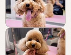 Студия груминга Dog and Cat (Дог энд Кэт), Примеры работ - фото 9