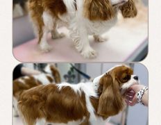 Студия груминга Dog and Cat (Дог энд Кэт), Примеры работ - фото 10
