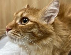 Ветклиника Хвостатый нянь, Наши пациенты - фото 19