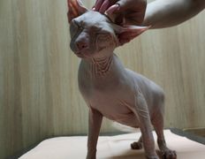 Ветклиника Хвостатый нянь, Наши пациенты - фото 13