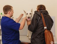 Ветеринарная клиника и аптека  Дай Лапу, Галерея - фото 5