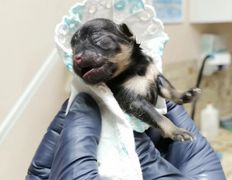 Ветклиника МогВетЛига, МогВетЛига - фото 17