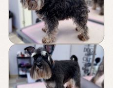 Студия груминга Dog and Cat (Дог энд Кэт), Примеры работ - фото 8