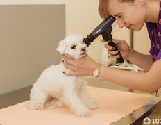 Ветеринарная клиника и аптека  Дай Лапу, Галерея - фото 2