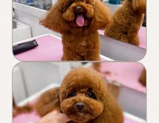 Студия груминга Dog and Cat (Дог энд Кэт), Примеры работ - фото 3