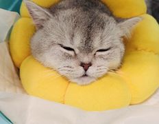 Ветклиника Хвостатый нянь, Наши пациенты - фото 2