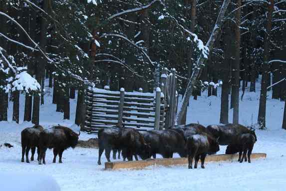 В Беловежской пуще стартовал зимний учет популяции зубров