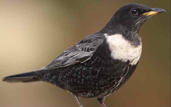 Неожиданный гость: в Беларуси официально зарегистрировали новый вид птиц