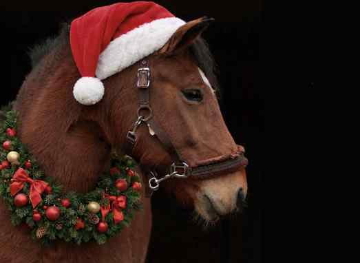 Минский зоопарк выбрал символ Года Огненной Лошади: кто стал фаворитом и почему