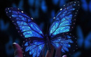 Студия массажа Blue Butterfly (Блу Батерфляй) - фото
