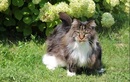 Питомник «Big Forest Cat (Биг Форест Кэт)» - фото