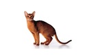 Питомник абиссинских кошек «Sunny Fox (Санни Фокс)» - фото