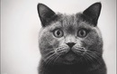 Питомник «La Murr Cat (Ля Мур Кэт)» - фото