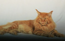Питомник «Liger Cat (Лигр Кэт)» - фото
