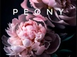 Логотип  Студия маникюра Peony - фото лого