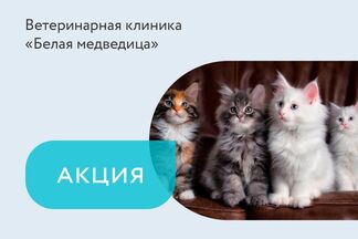 Акция «Специальный корм для котов бесплатно»