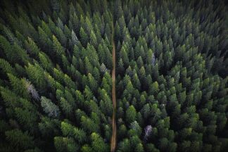 Ввели запрет на посещение лесов. Где именно?