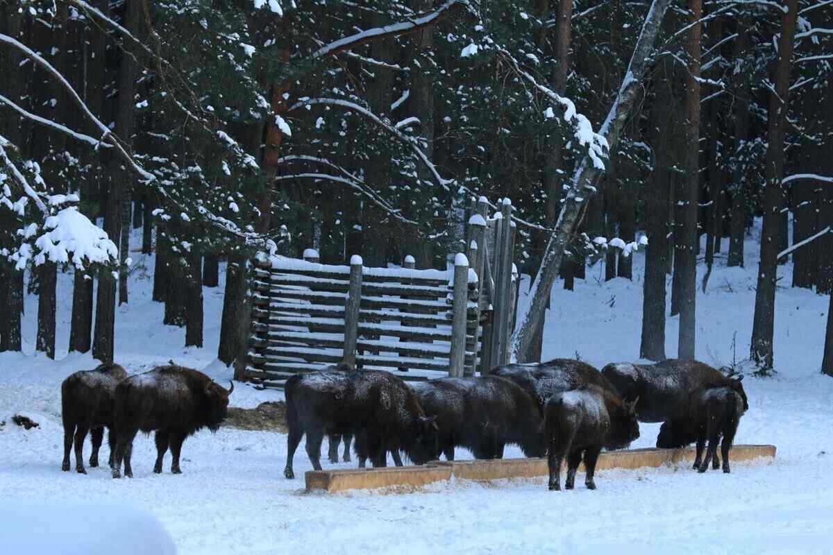 В Беловежской пуще начали подкармливать лесных животных: чем их будут кормить зимой