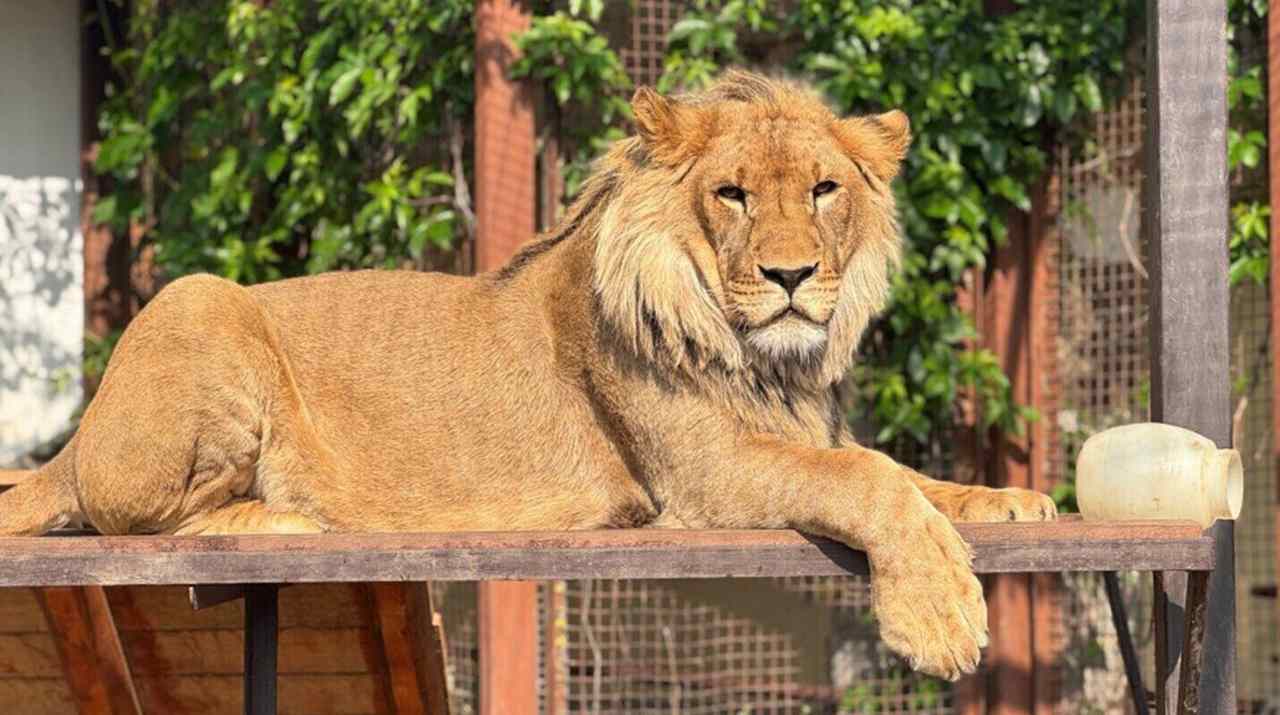 Как экзотические животные переживают холода в Минском зоопарке