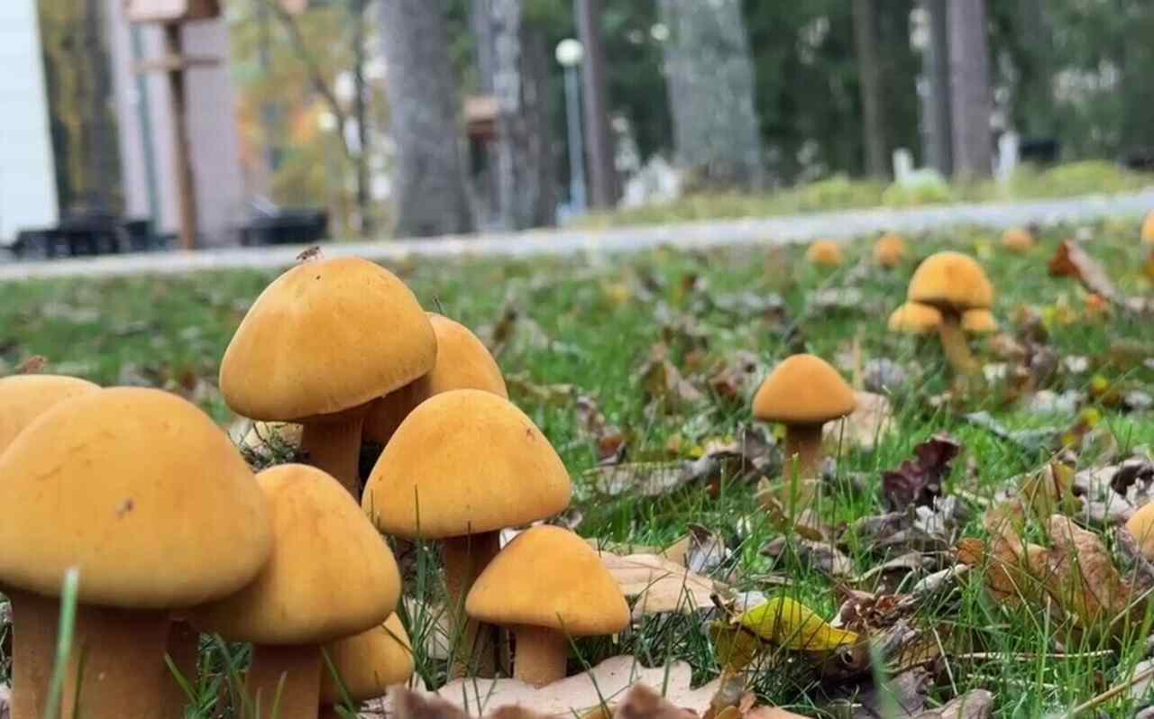 В Беловежской пуще нашли гриб, который почти никто не видел