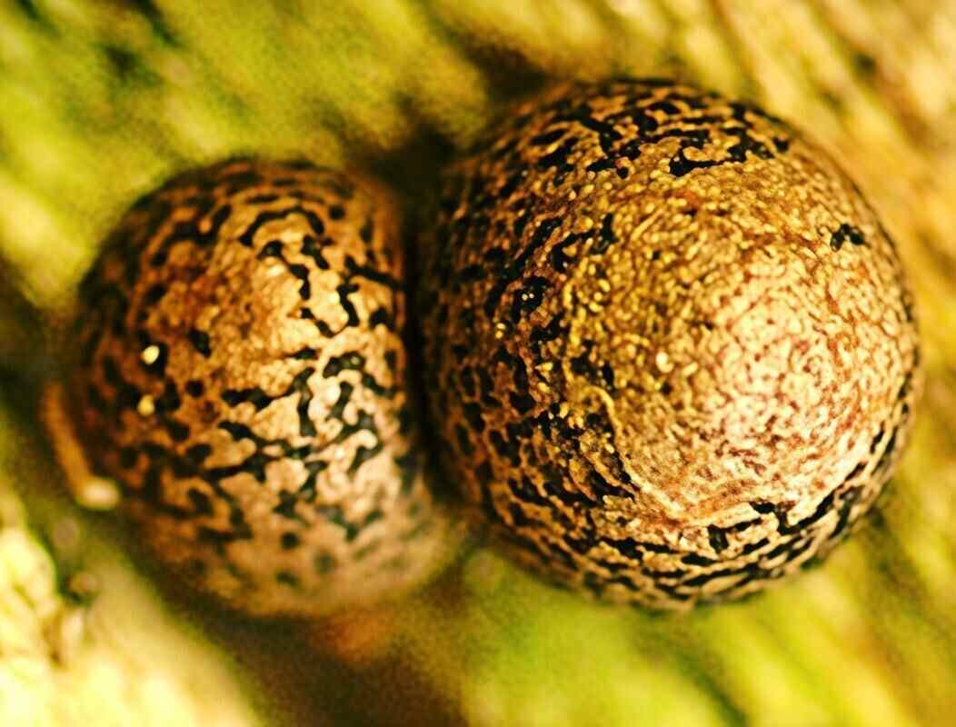 В Беларуси нашли уникальные микроорганизмы, неизвестные мировой науке