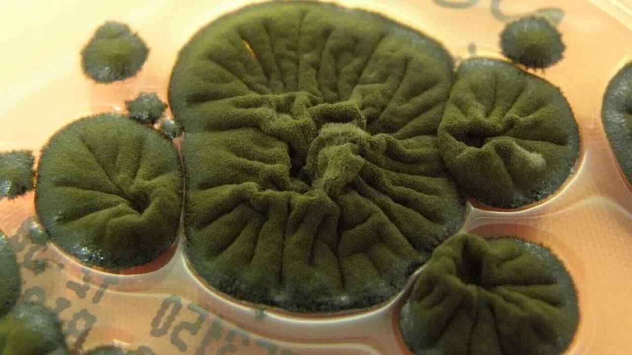 В Чернобыле обнаружили гриб, который растет благодаря радиации: что это за организм