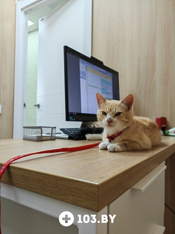 Интерьер Ветклиника «Хвостатый нянь» - фото 2757646