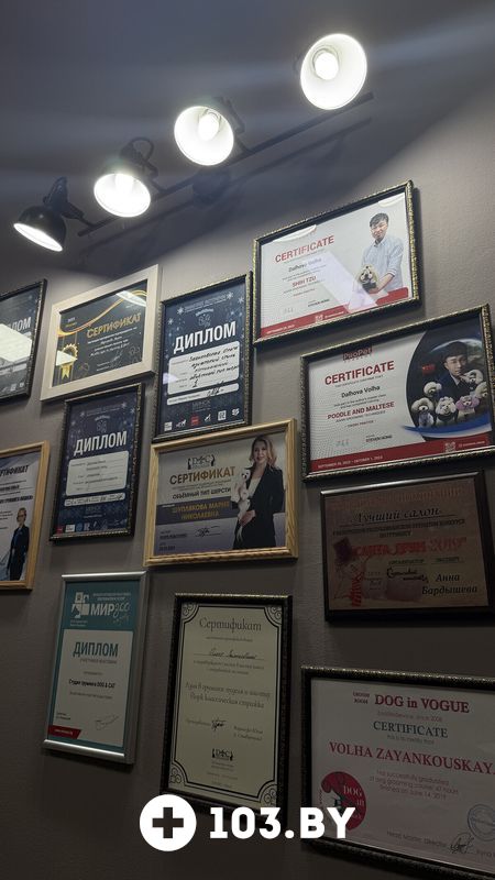 Галерея Студия груминга Dog and Cat (Дог энд Кэт) - фото 2806158