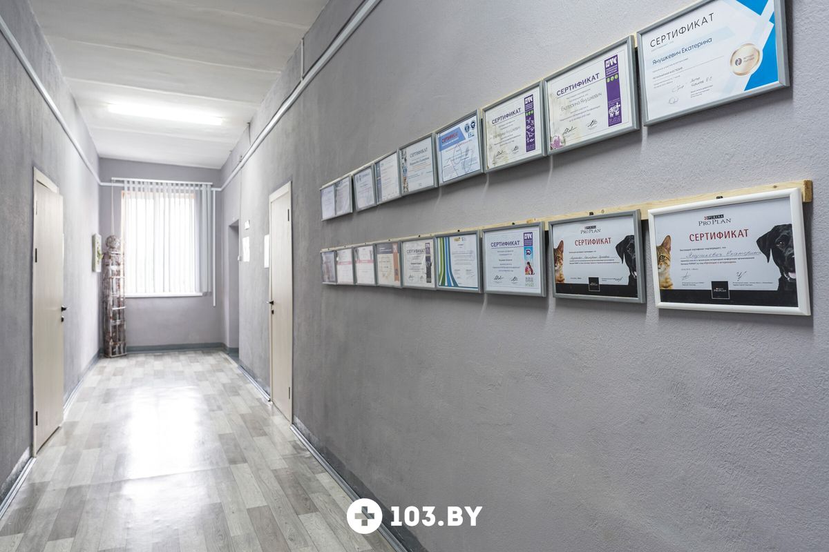 Галерея Ветеринарная клиника «Ветмедика+» - фото 2756668