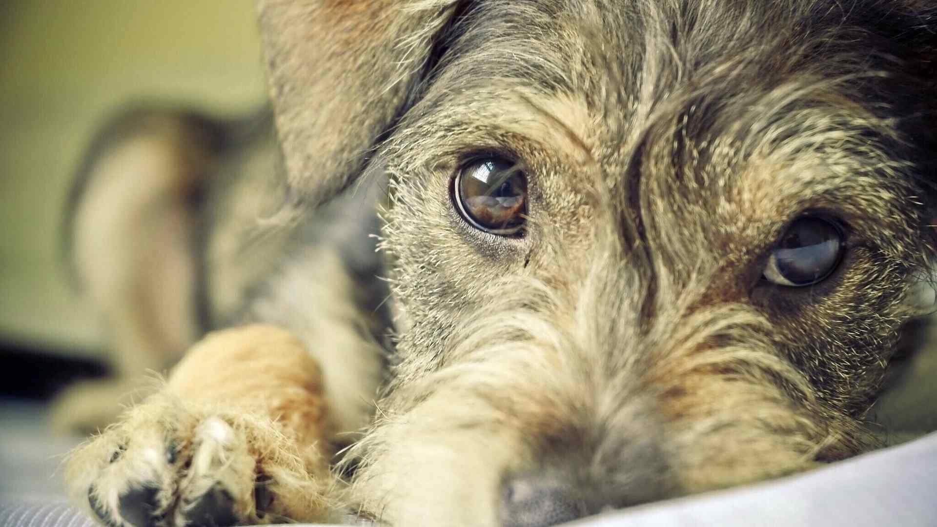 ТПЛО — лучший метод лечения разрыва передней крестообразной связки у собак