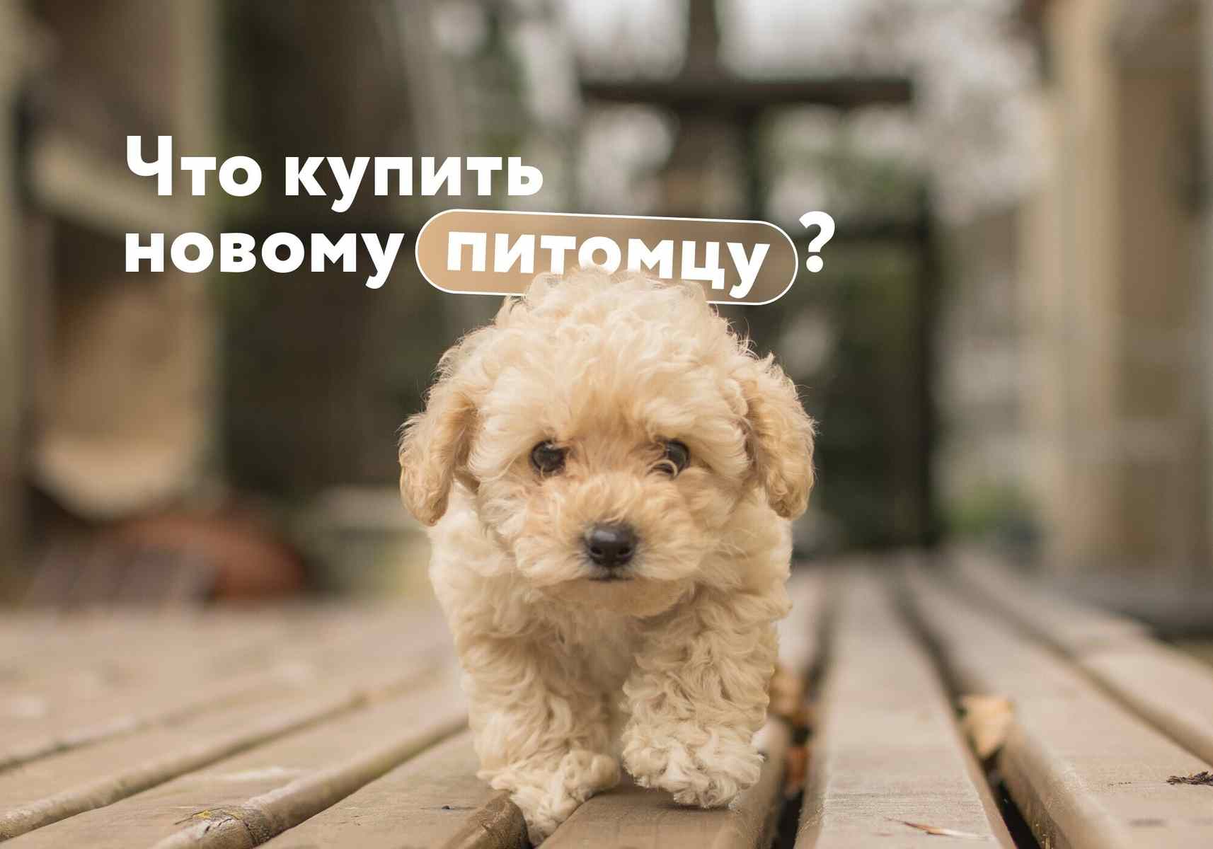 У вас скоро появится питомец: что нужно купить, а на что можно не тратить деньги