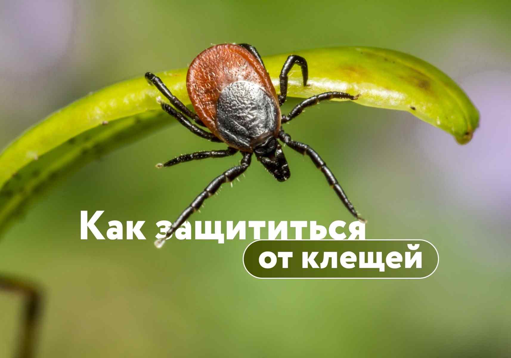 Как защититься от клещей? Разбираем разные способы