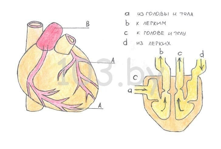 сердечно-сосудистая система.jpg