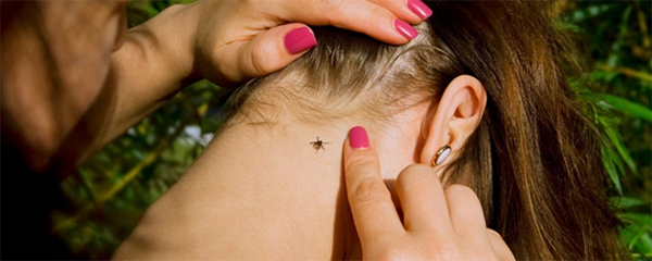 Как вытащить клеща