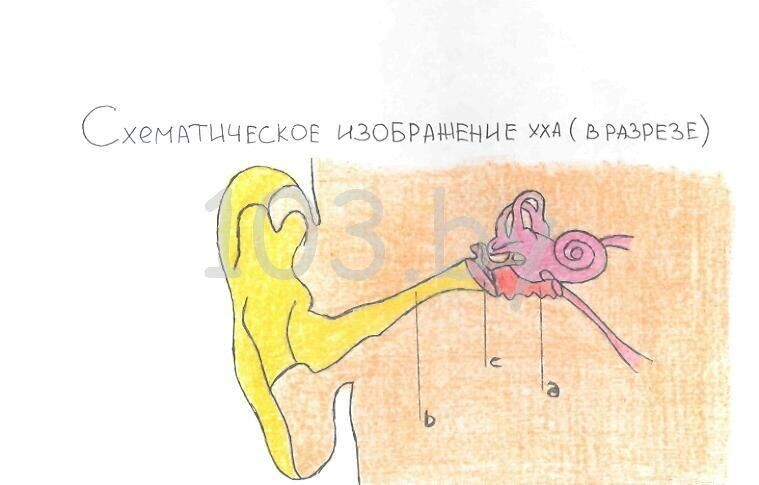 схематическое изображение уха. помощь при ушной боли.jpg