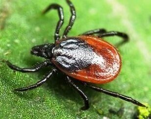 Как выглядит клещ фото
