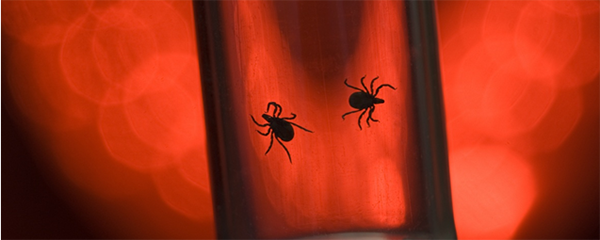 Как вытащить клеща у человека