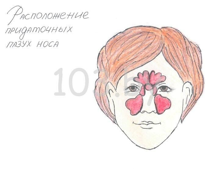 расположение придаточных пазух носа.jpg