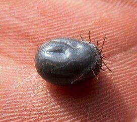 Как выглядит клещ