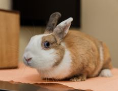 Ветклиника Айдавет, Наши пациенты - фото 20