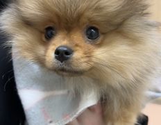 Ветклиника Хвостатый нянь, Наши пациенты - фото 1