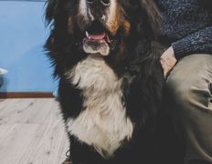 Ветеринарная клиника ВЕК, Галерея - фото 9