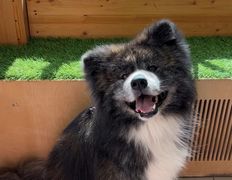 Ветеринарная клиника  АйбиВЕТ, Галерея - фото 13