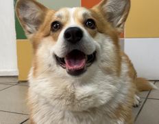 Ветеринарная клиника  АйбиВЕТ, Галерея - фото 11