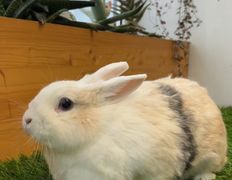 Ветеринарная клиника  АйбиВЕТ, Галерея - фото 10