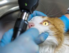 Ветеринарный центр КакадуВет, Галерея - фото 8