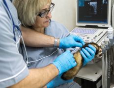 Ветклиника МогВетЛига, Галерея - фото 13