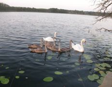 null Коттедж на озере Должа, Рыбалка - фото 10